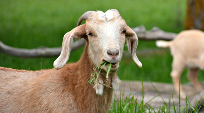 Kako je Krjavelj kozo odvadil jesti sosedovo deteljo